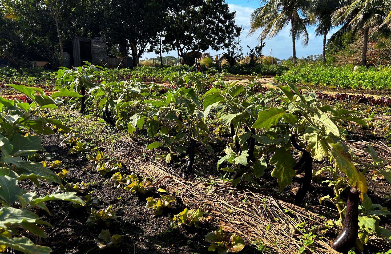 Mauritius puts food safety high on the menu